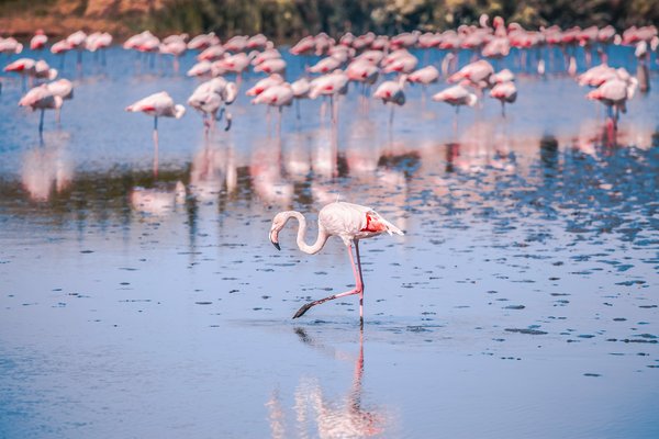 Peut-on trouver des croisières qui incluent des excursions pour observer les flamants roses en Amérique du Sud?